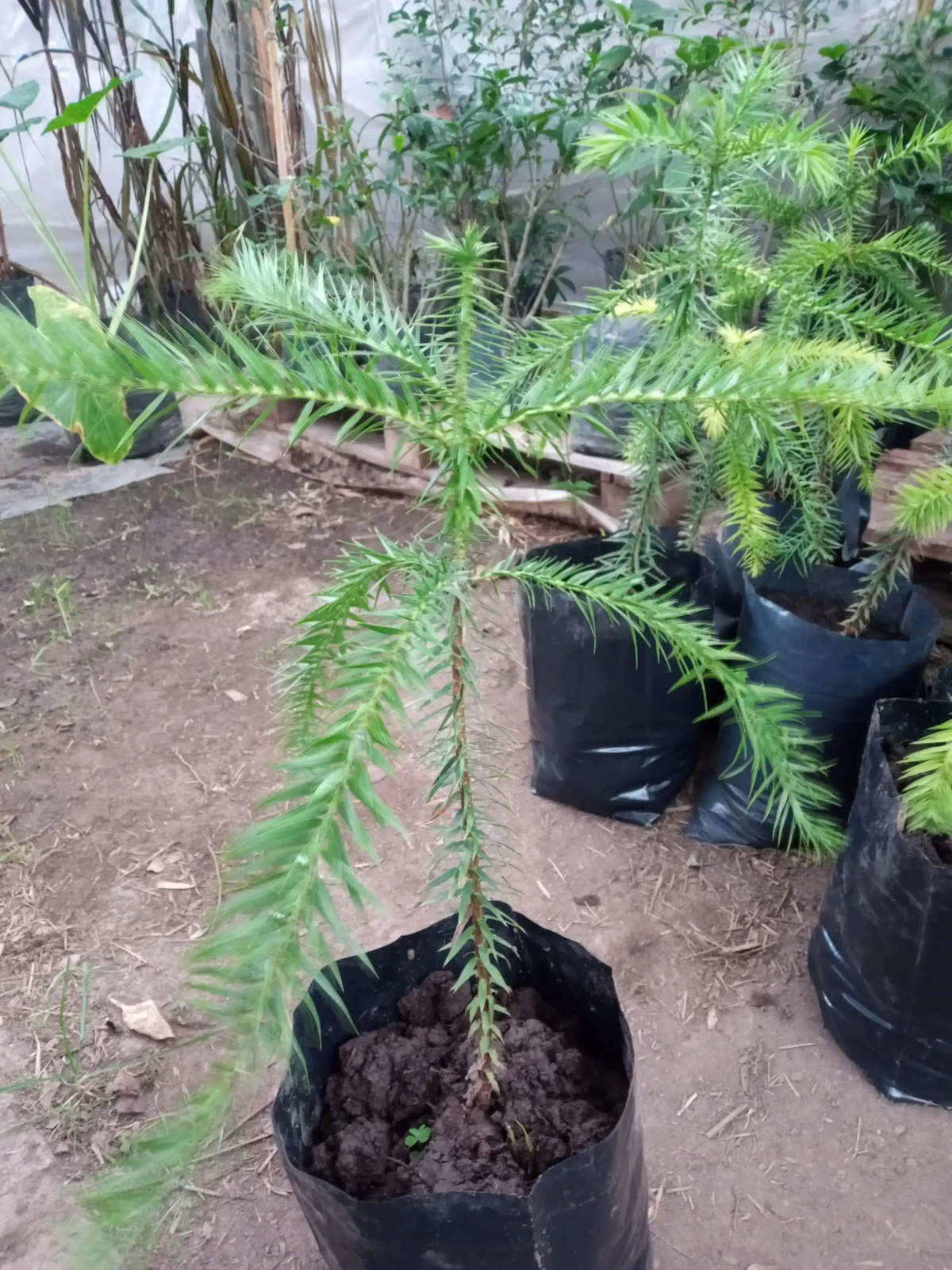 Araucaria bidwilli