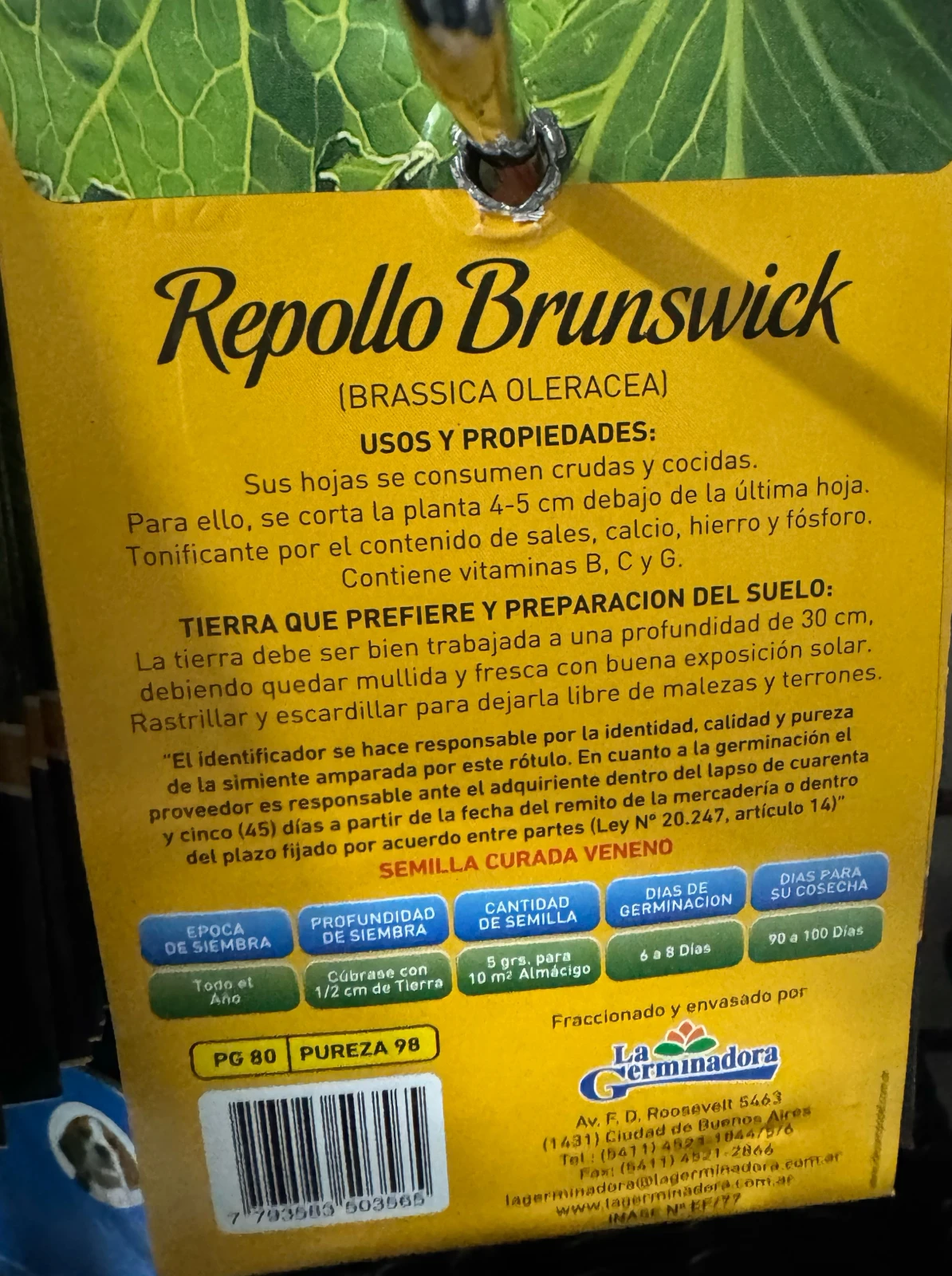 Repollo Brunswick 2