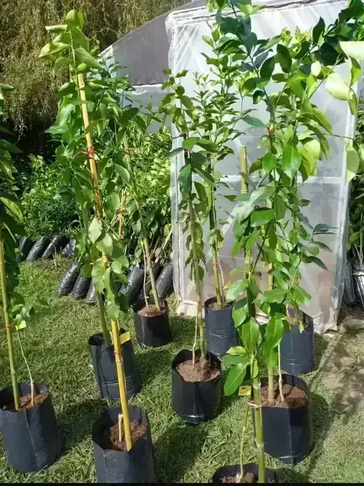 Mandarina murcot 2