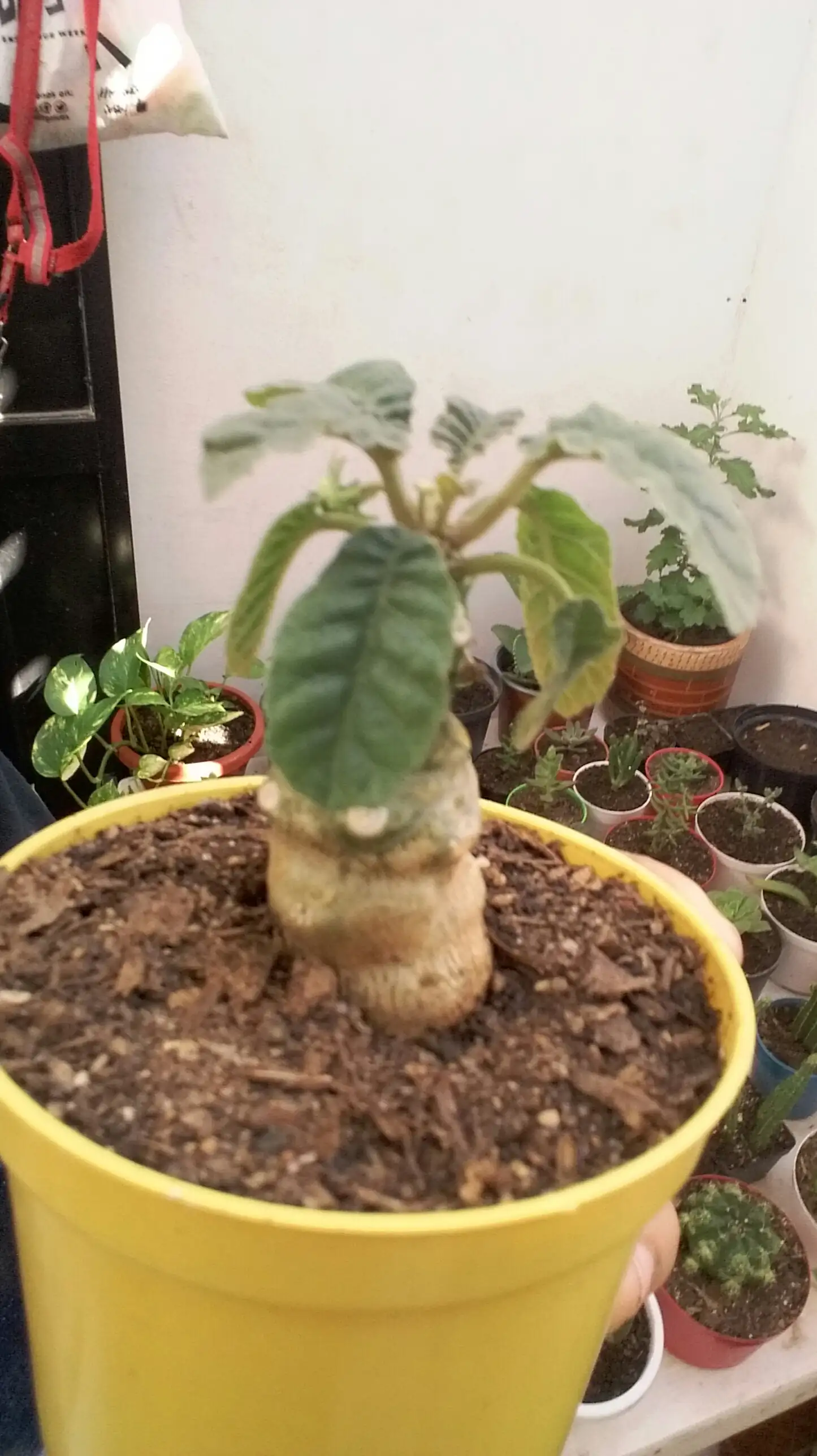 Dorstenia foetida