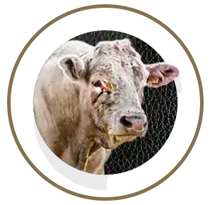 Beef Engorda Zilmax