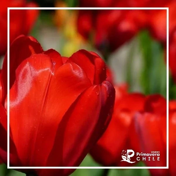 Bulbo Tulipán Color al Azar 5