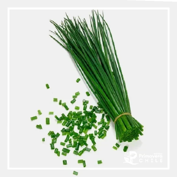 Semillas Ciboulette Praga 2