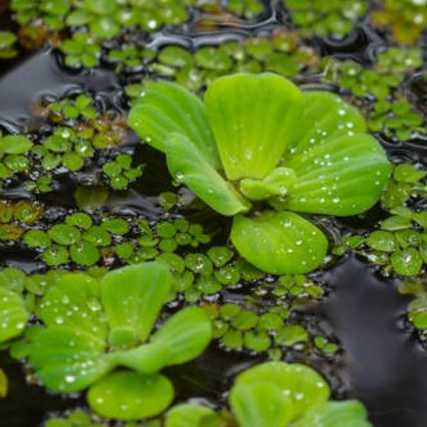 Flotantes