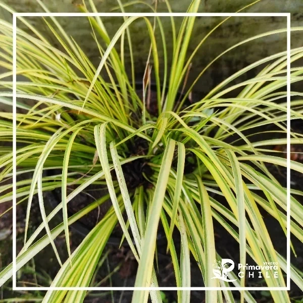Acorus Variegado / Acorus Gramineus Variegata