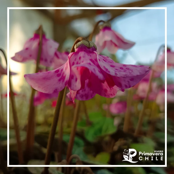 Ciclamen / Violeta de los Alpes 2