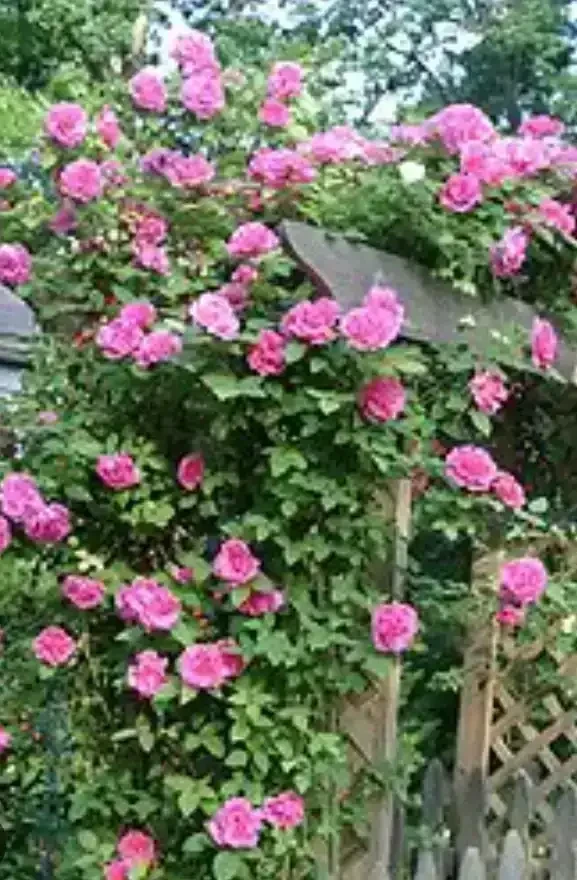Rosa trepadora  2