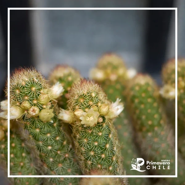 Mammillaria elongata