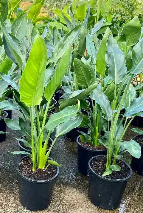 Strelitzia Reginai