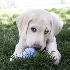Kong puppy small Celeste 3