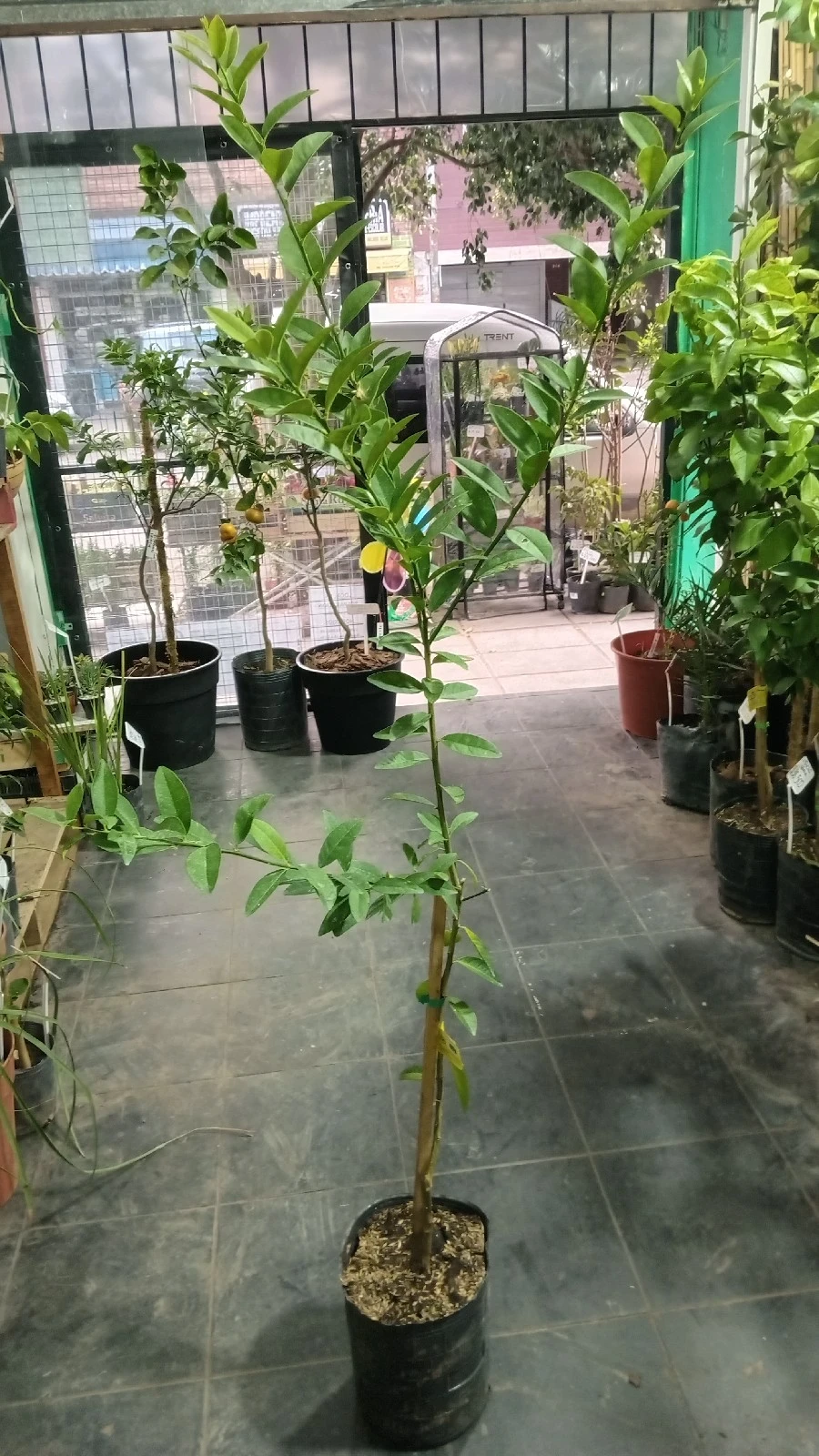 Limonero Sutil 3
