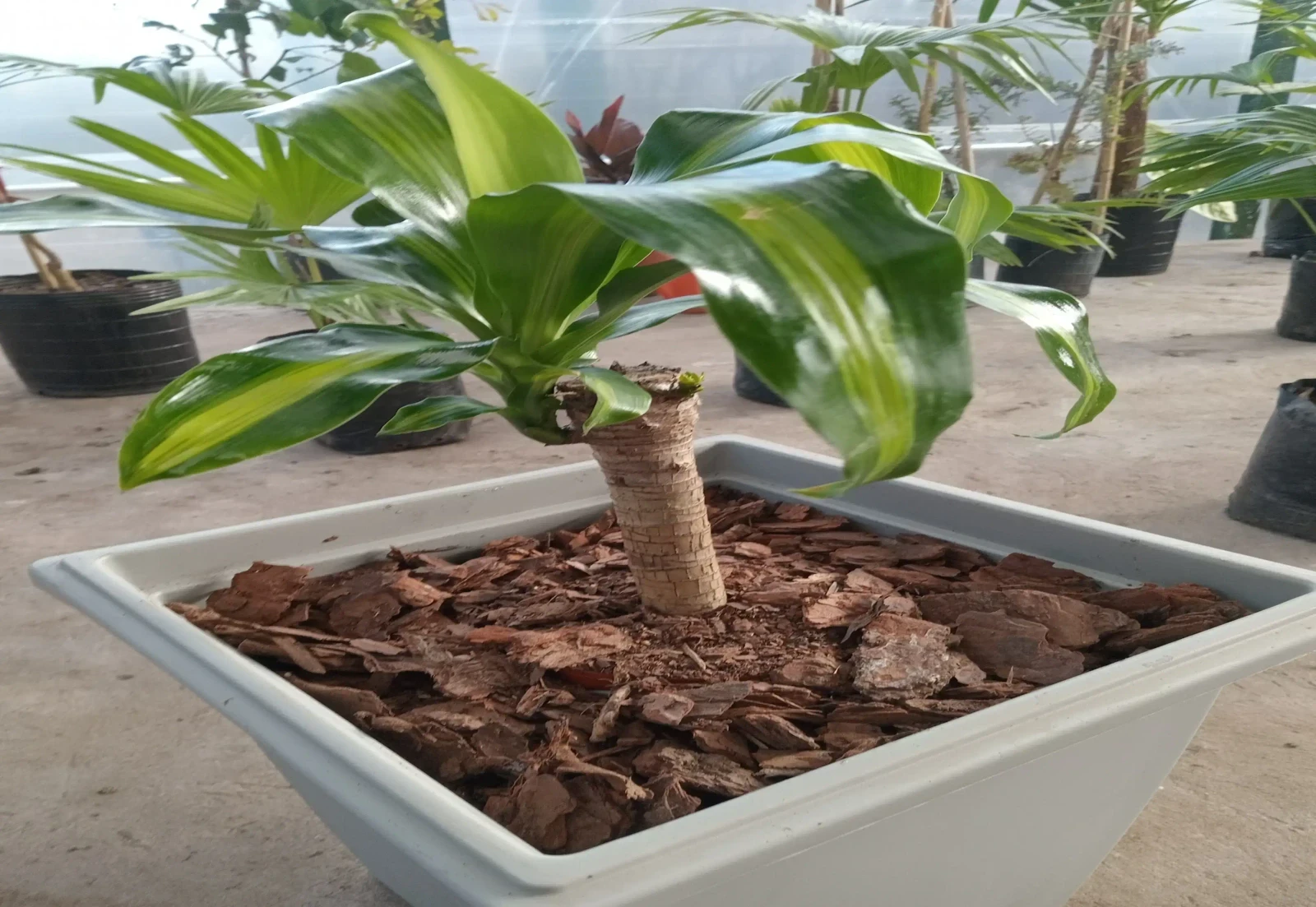 Palo de agua con maceta 3