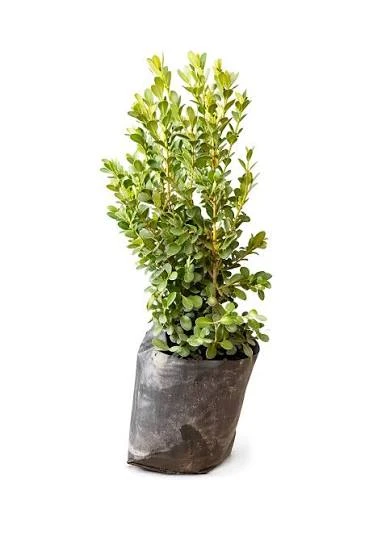 Buxus 2
