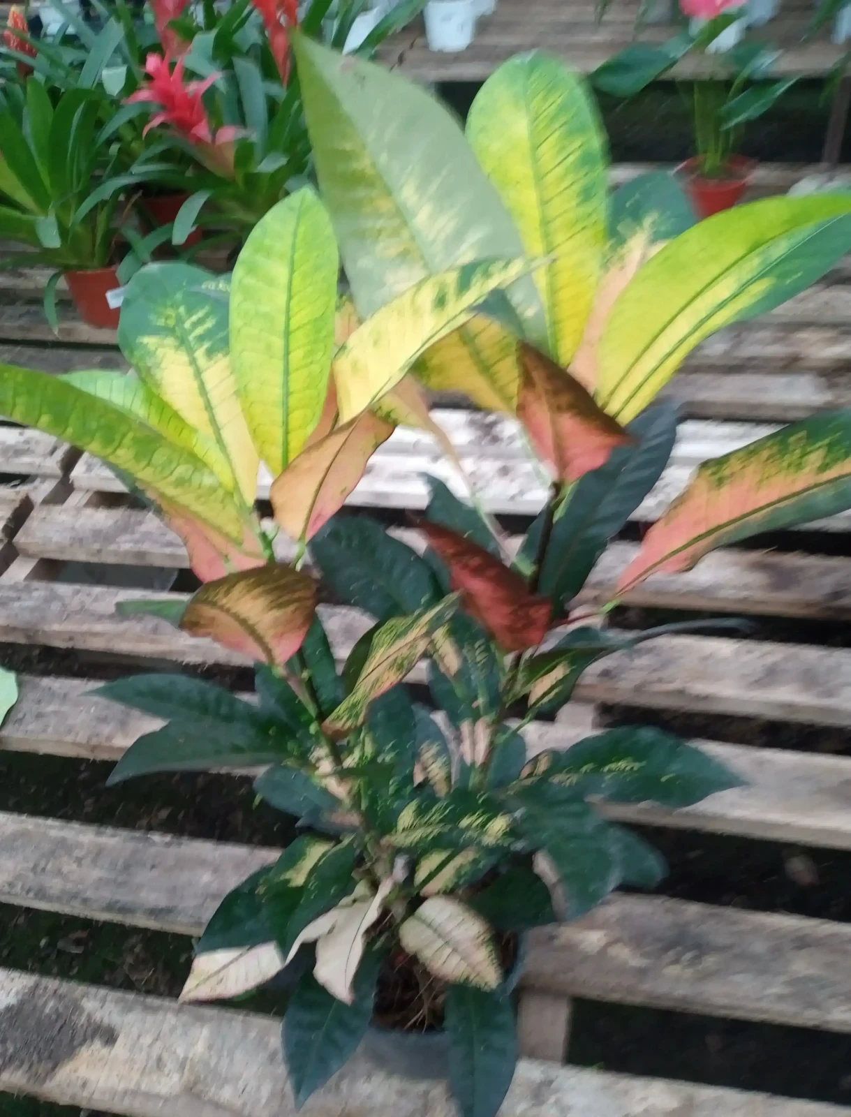 Croton Monalisa 