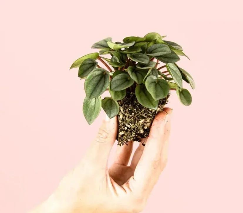 PEPEROMIA MILANO 2
