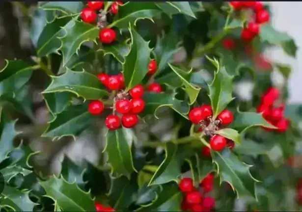 Muerdago navidad  2