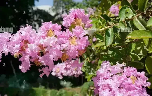 Crespon/Lagerstroemia Lila