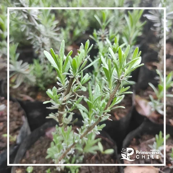 Lavanda Lavance 2