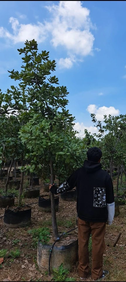 Rncino rugosa 2.5 m