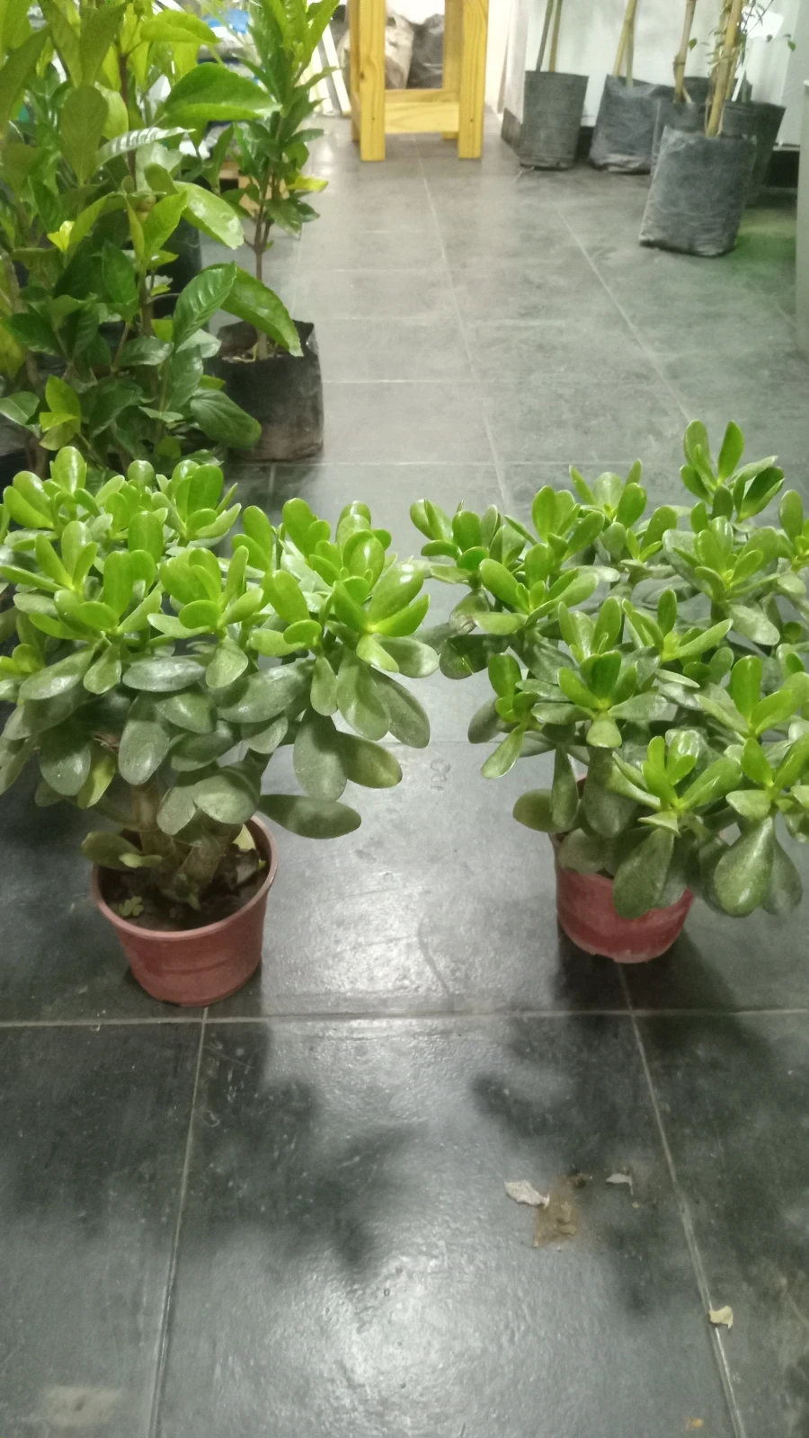 Arbol de Jade 3
