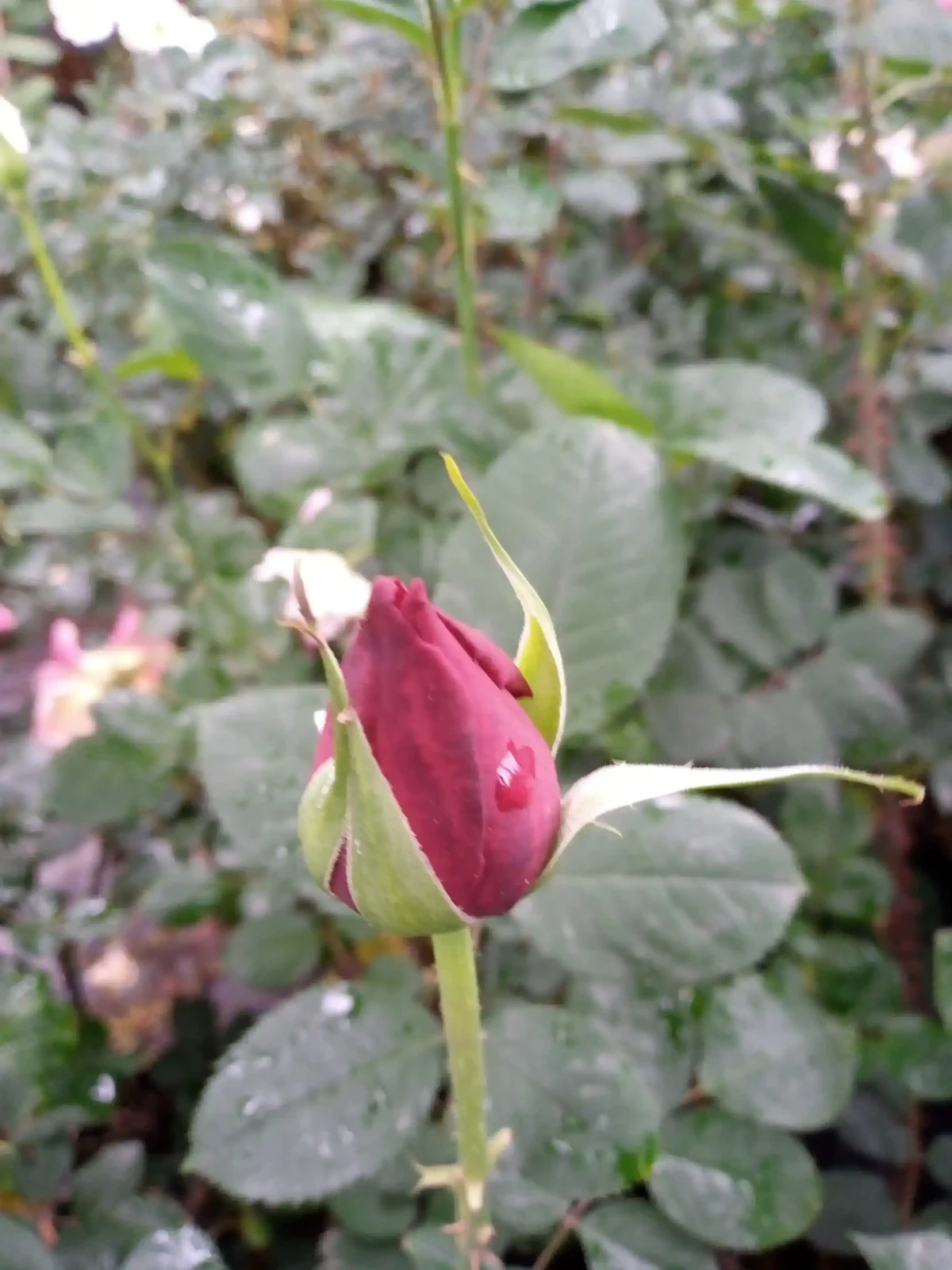 Rosas (Roja,blanca,rosada o amarilla) 2