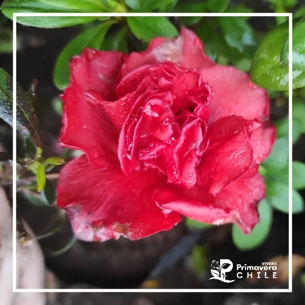 Azalea Roja Doble Enana