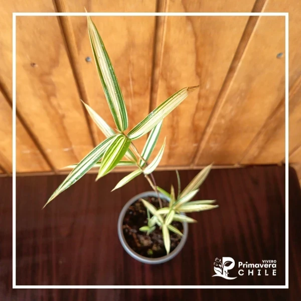 Bambú Enano Variegado - "Pleioblastus variegatus"