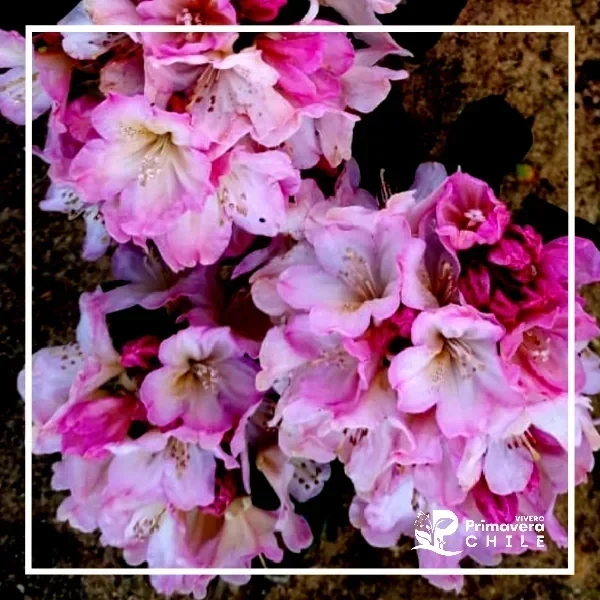 Rododendro Percy Wiseman