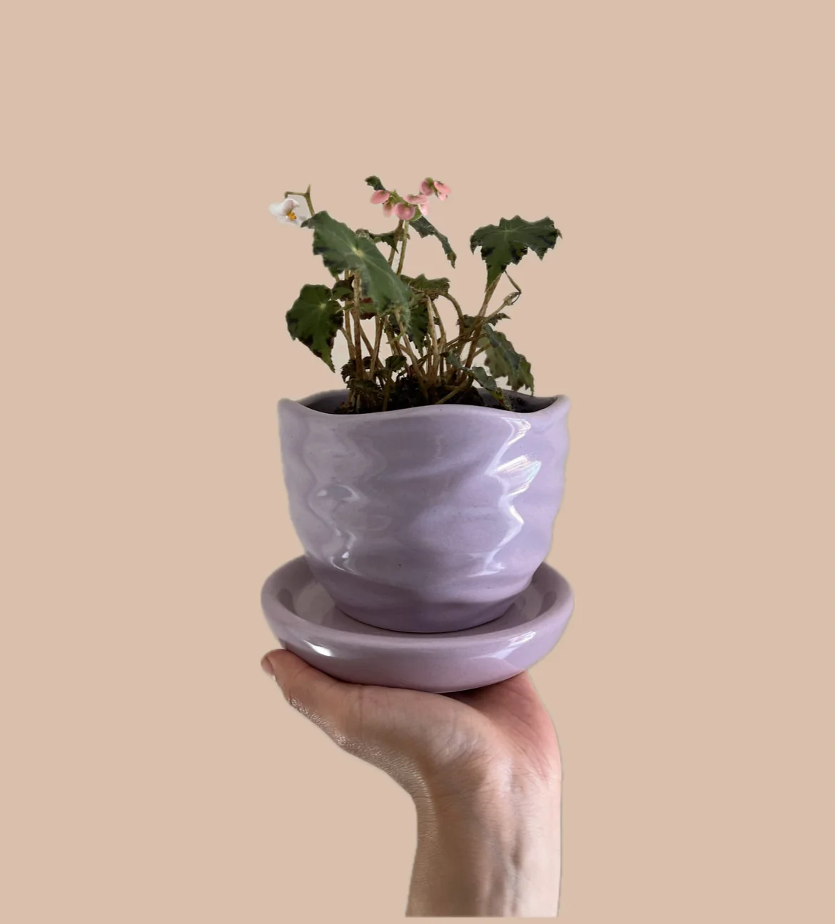 Begonia en ondas con plato