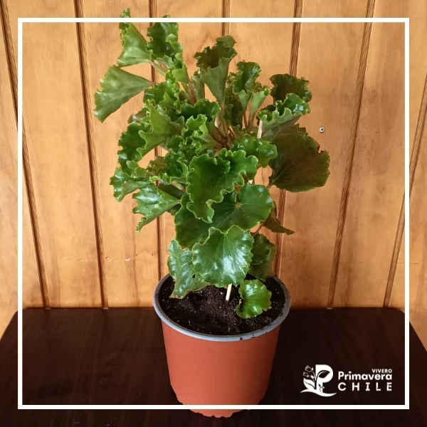 Begonia Crespa - "Begonia Bunchii"