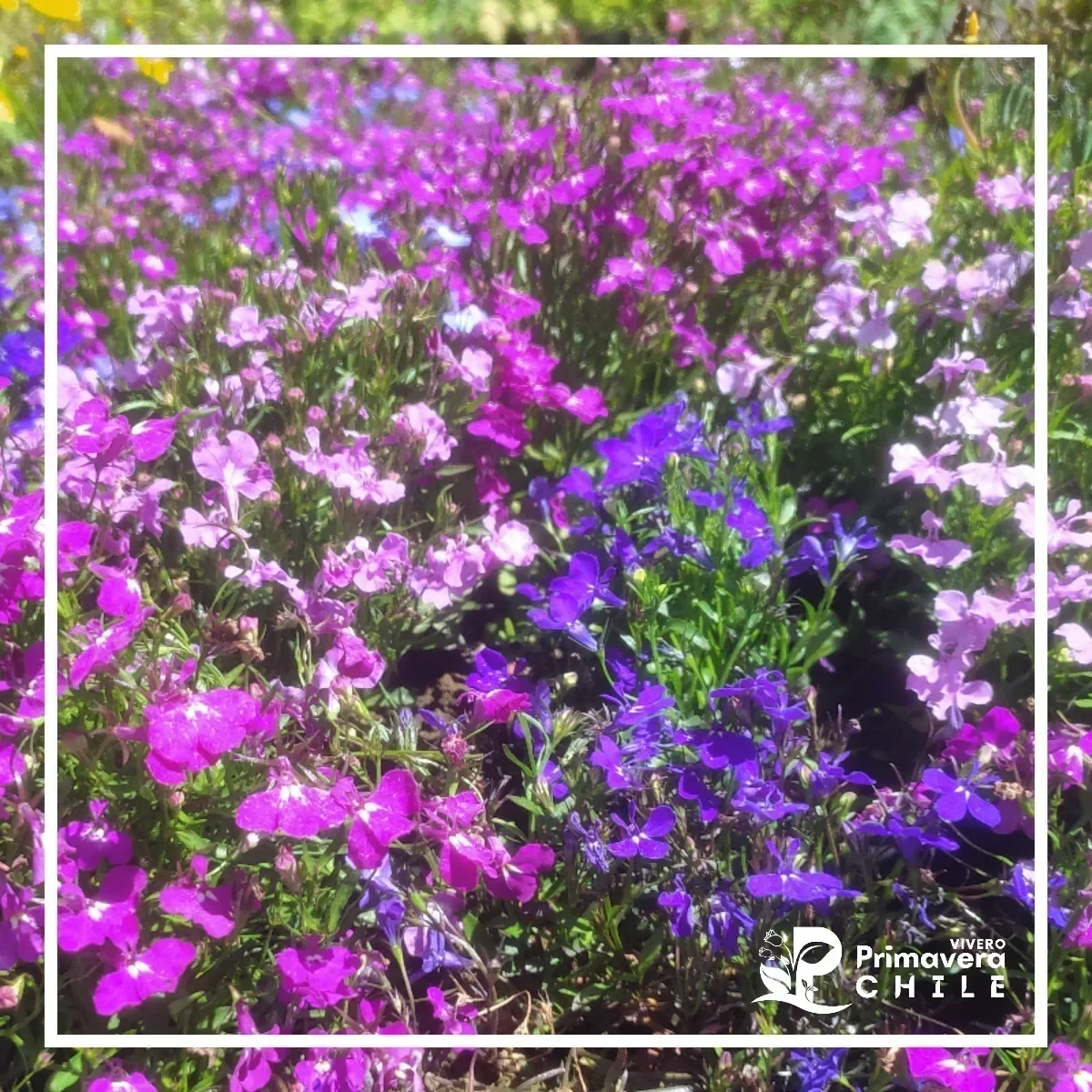 Lobelia Colores Mixtos 