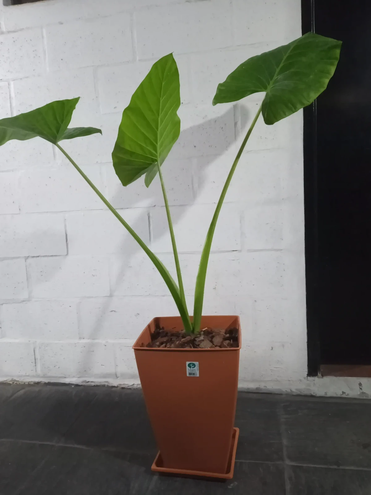 Alocasia c/maceta piramidal 