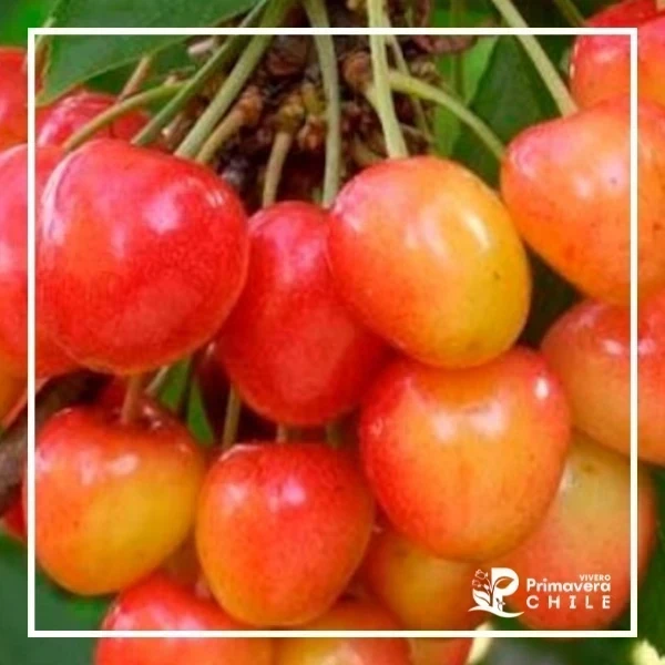Cerezo Corazón de Paloma