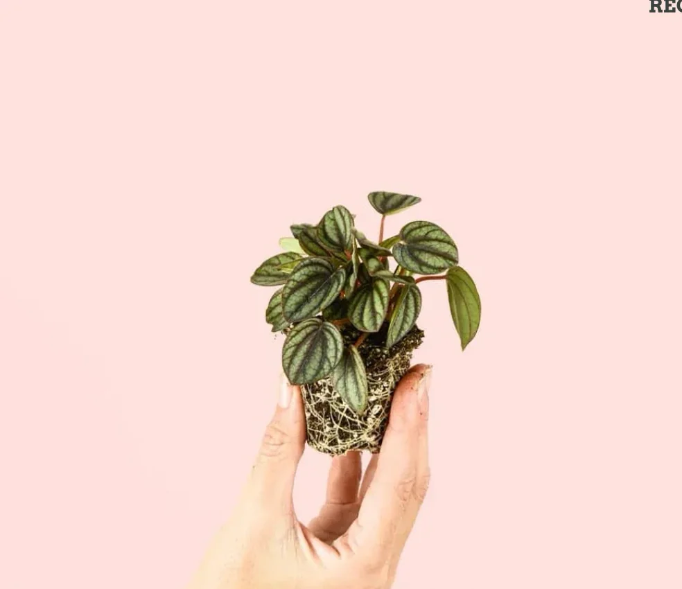 PEPEROMIA SANDIA 2
