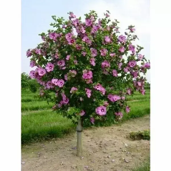 Hibisco