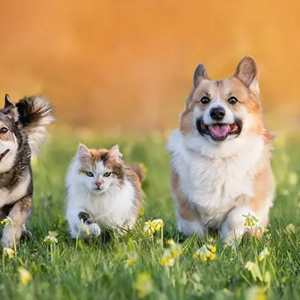 Mascotas