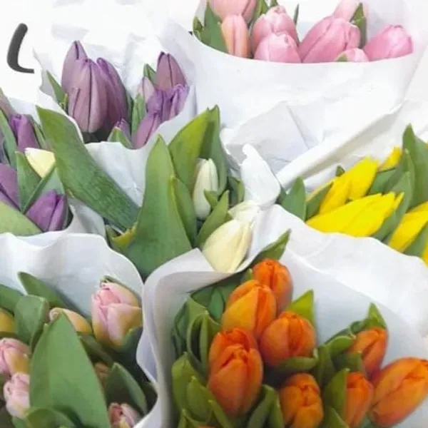 Tulipanes