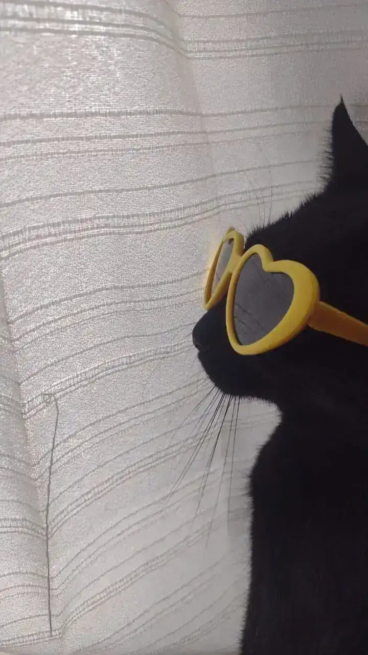 Lentes para mascota