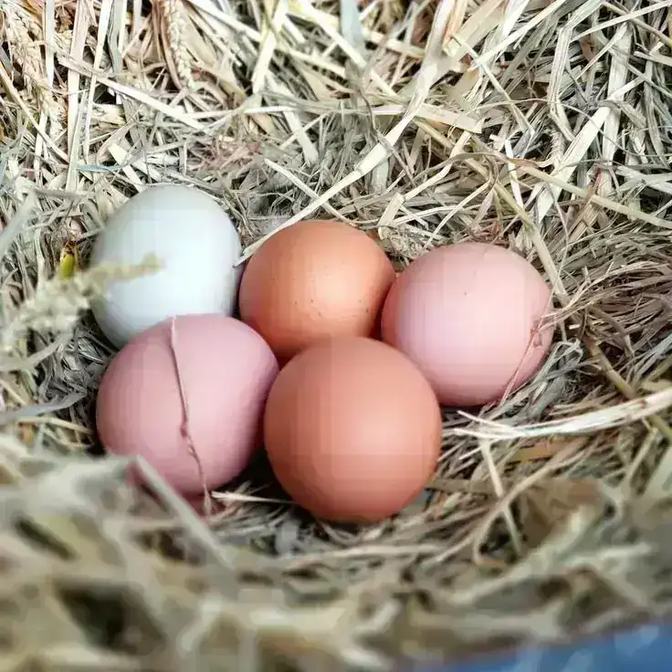 HUEVOS CRIOLLOS ROSADOS