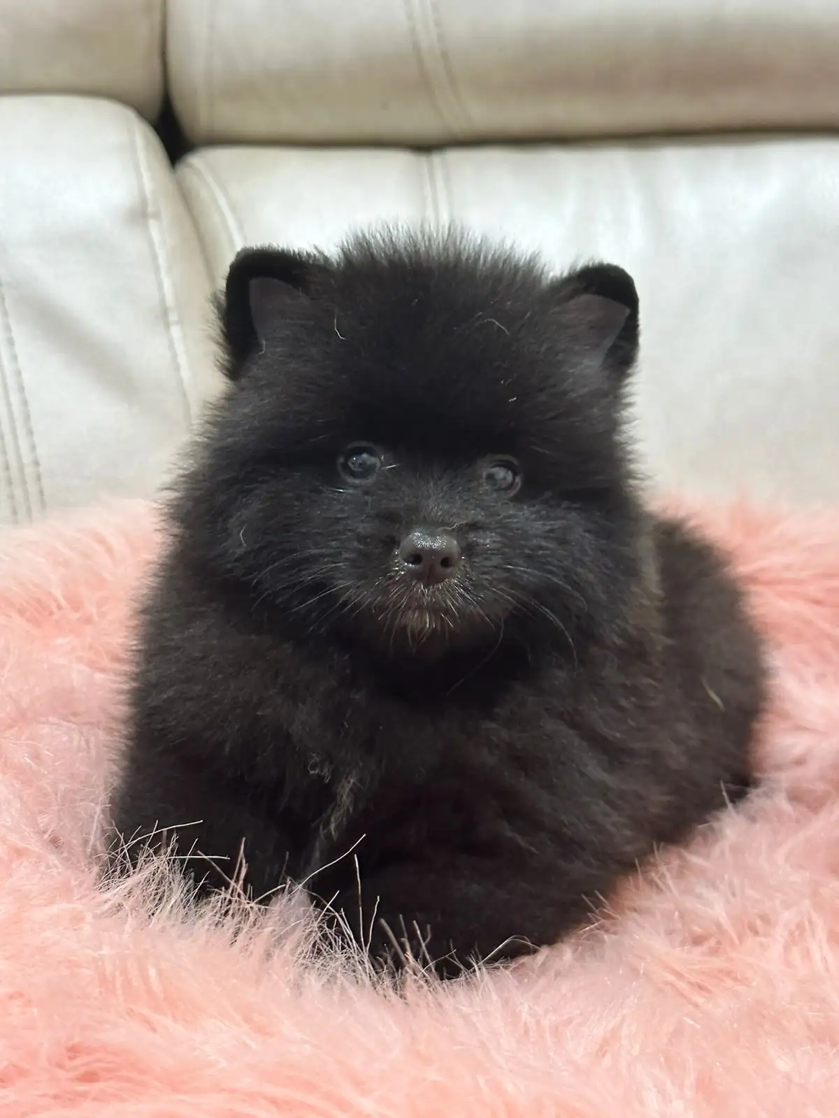 POMERANIA HEMBRA 🎀 3