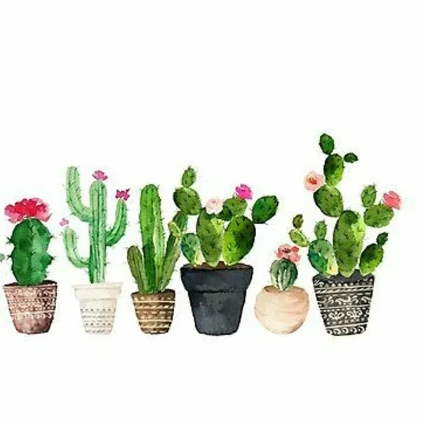 Cactus 🌵