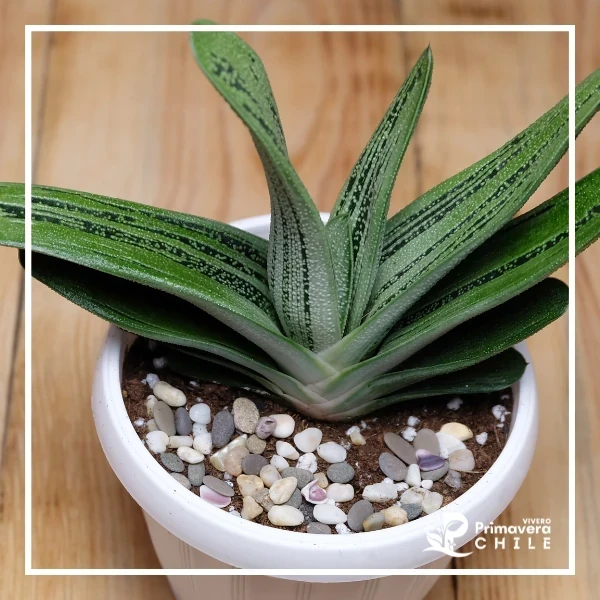 Gasteria Little Warty