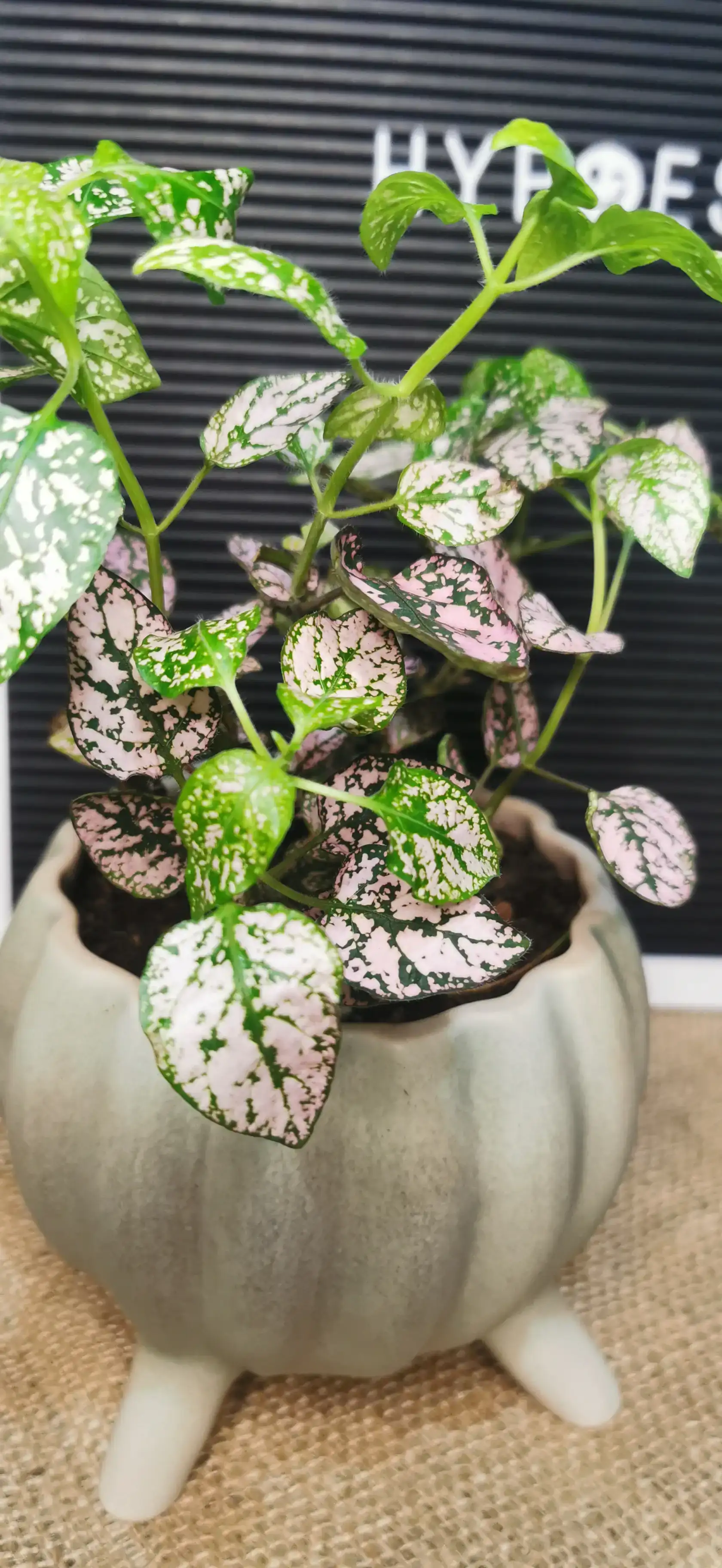 HYPOESTES ROSADO 2