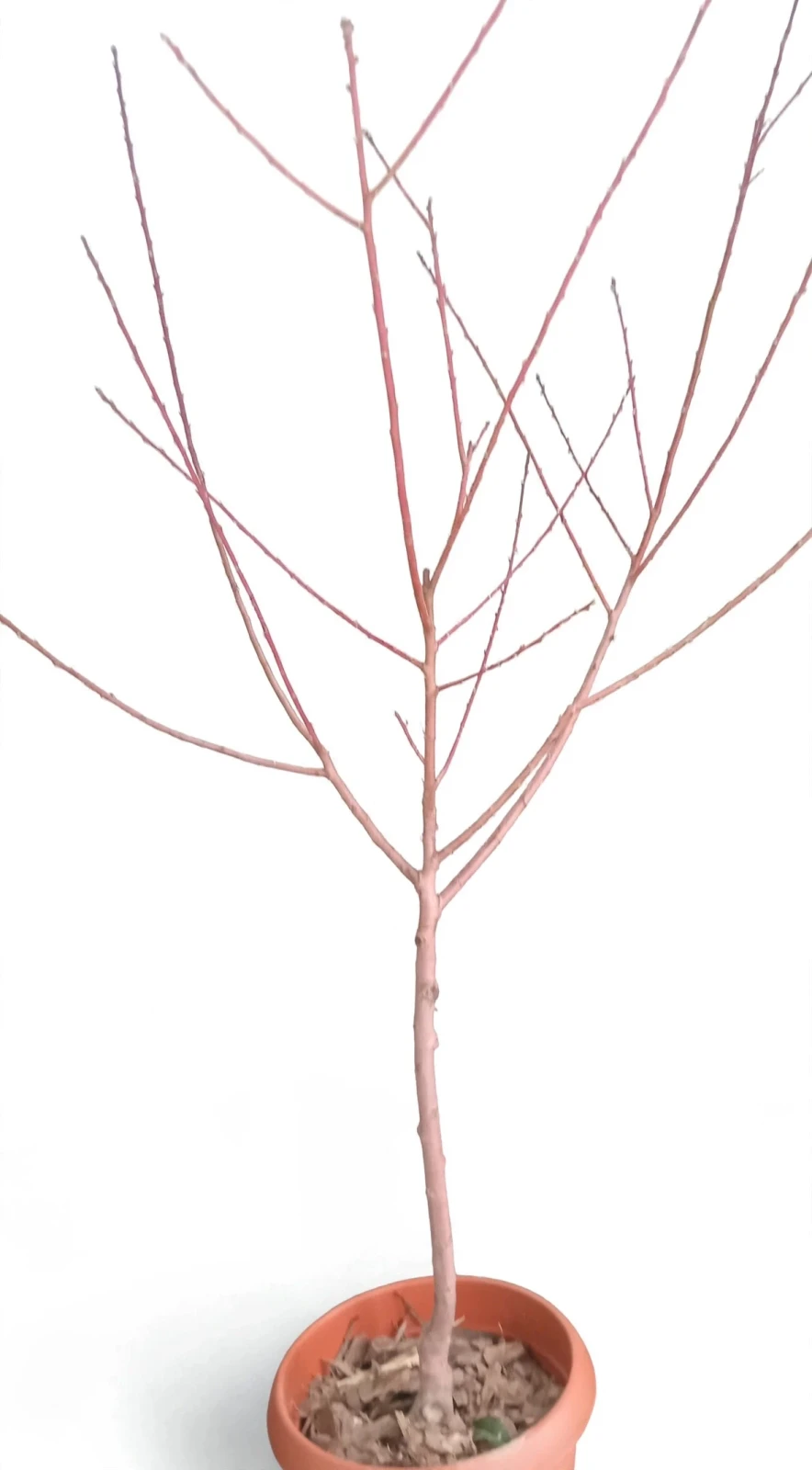 Almendro Árbol Grande 2