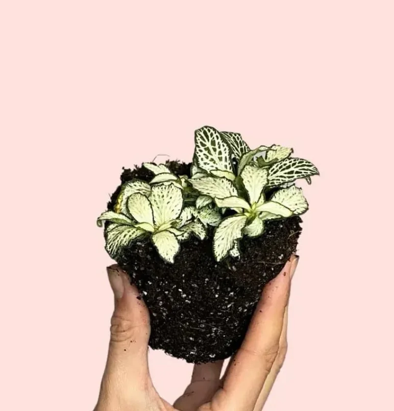 FITTONIA BLANCA 2