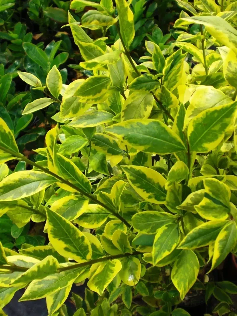 Ligustrina Variegada 