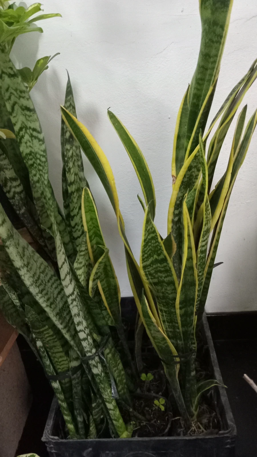 Sansevieria lengua de suegra 2