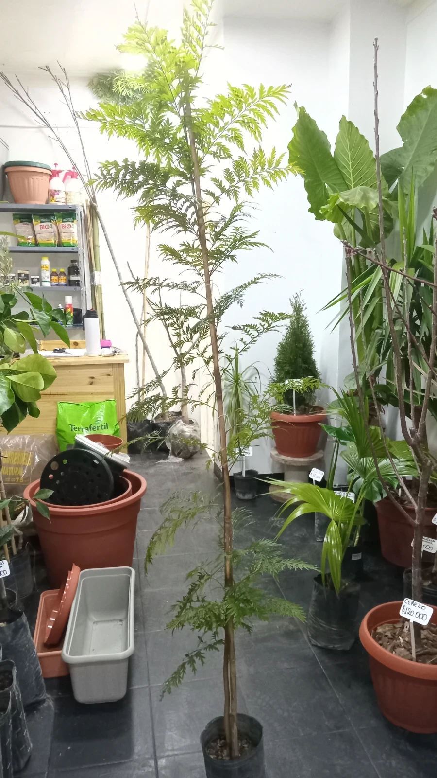 Roble Sedoso Arbol