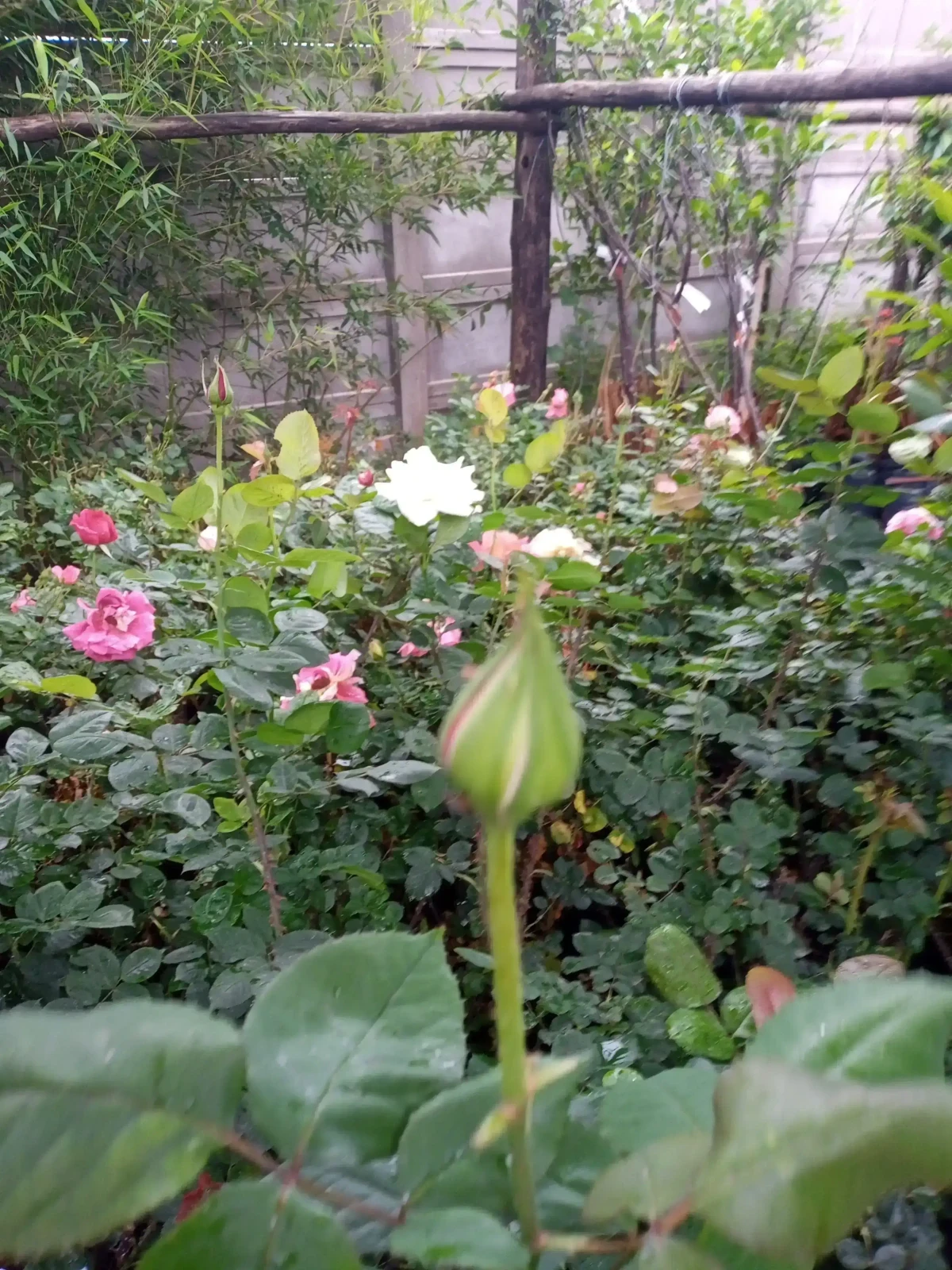 Rosas (Roja,blanca,rosada o amarilla) 4