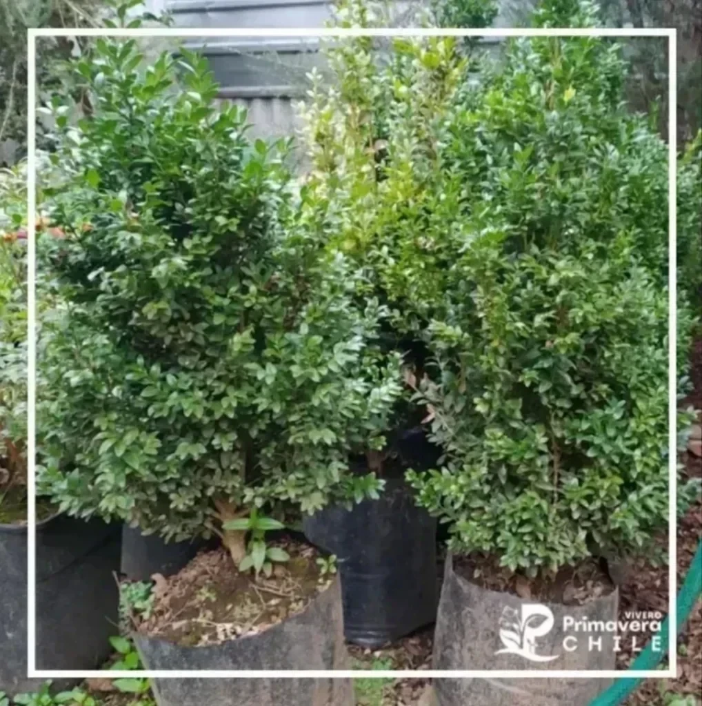 Boj Verde (Buxus sempervirens)